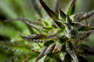 Detailed Photograph of Cannabis Plant top